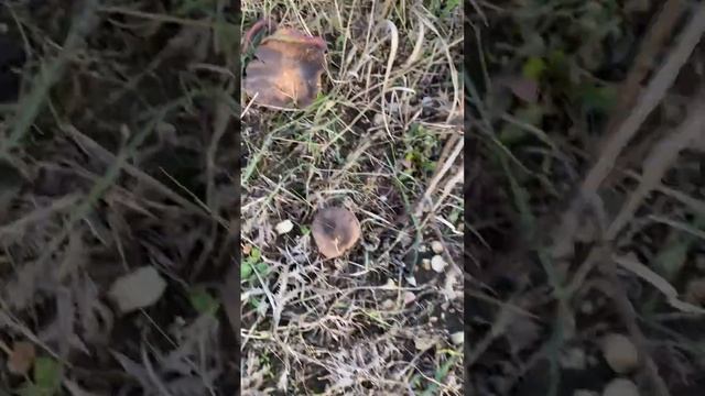 Вешенка степная(однобочка). Ноябрьские грибы смотреть онлайн