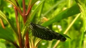 Бабочки Данаиды (Danaus melanippus hegesippus)