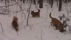 Собаки охотятся в лесу