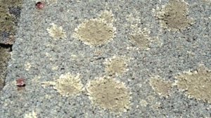 Lichen Growth On Roofs In Maine