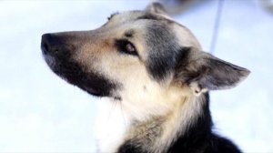 Собаку выкинули из машины и уехали. Но дальше произошло чудо!