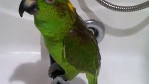 Попугай поет песни!