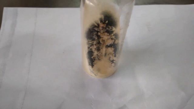 Penicillium growth on SDA смотреть онлайн