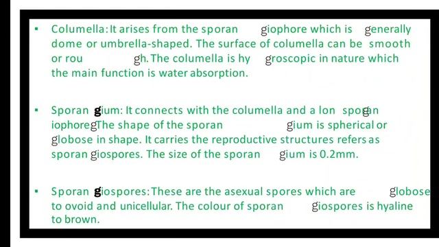 Rhizopus смотреть онлайн