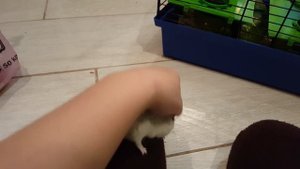 Хомяк Домашний питомец Клетка с хомяком Обзор