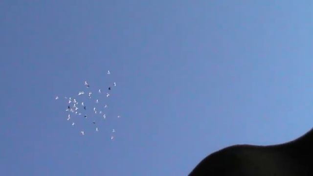 Пермские голуби. смотреть онлайн