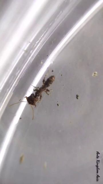 Ants -vs- Mites // #youtube #short clip from my Long video смотреть онлайн