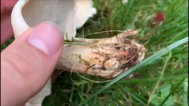 Maipilz - Calocybe gambosa смотреть онлайн