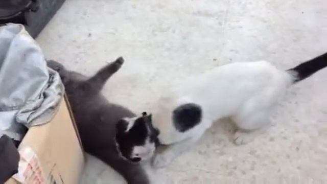 Как Пират Трюфеля плохому учил смотреть онлайн