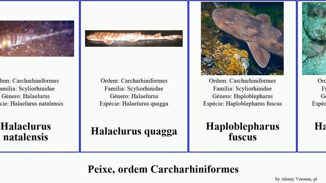 Peixe, ordem Carcharhiniformes mustelus carcharhinus galeus apristurus cephaloscyllium fish corona