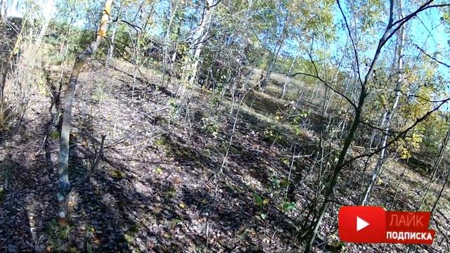Похід в Ліс по Гриби Підосичники та Білі !