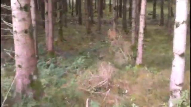 В лес за грибами ; Pilze in Deutschland смотреть онлайн