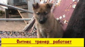 Фитнес  тренер