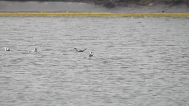 紅嘴鷗Black-headed Gull(Chroicocephalus ridibundus)覓食