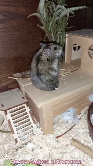 Хомячок Васенька