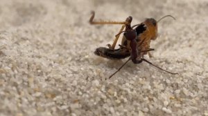 Myrmecia simillima grasshopper