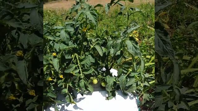 Part 3 -- Hydroponics for everyone -- 2020