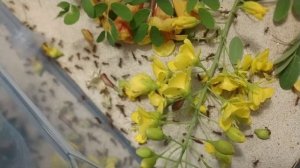 Atta mexicana foraging and nest timelapse [20x]