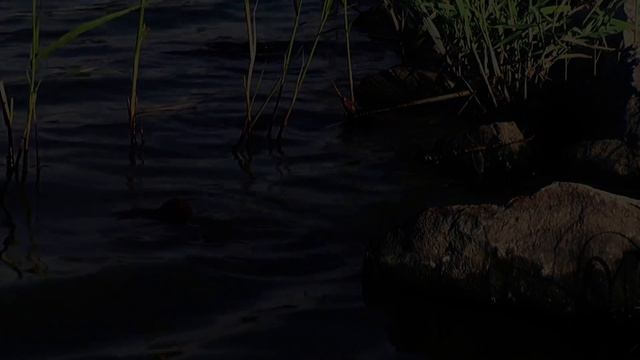 Природа, таймлапс смотреть онлайн