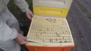 Как заставить пчел идти в магазин  Как заставить пчел тянуть вощину