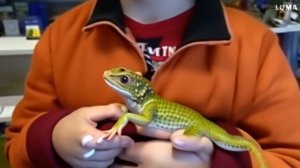 Мальчик из телепрограммы получил ящерицу(Good ending)