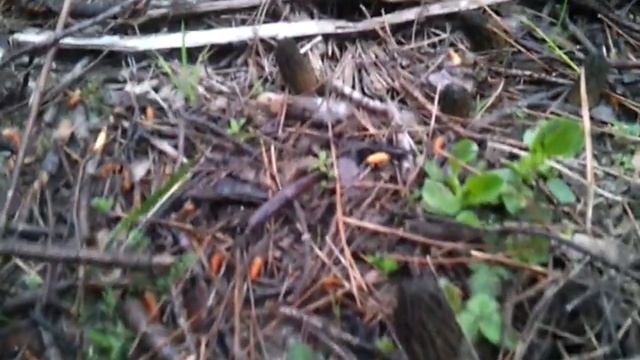 Morchela Cónica 1 de abril de 2013 смотреть онлайн