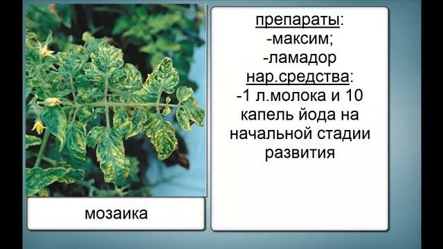 БОЛЕЗНИ ТОМАТОВ ФОТО. ЛЕЧЕНИЕ смотреть онлайн