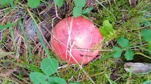 Поиск триходермы в лесу. Крайний Север.