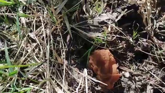 Мой поход за грибами сморчки.от 9.05.2023.   22.01.2024. смотреть онлайн