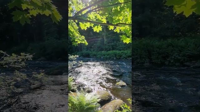 Линдуловская роща в Белые ночи