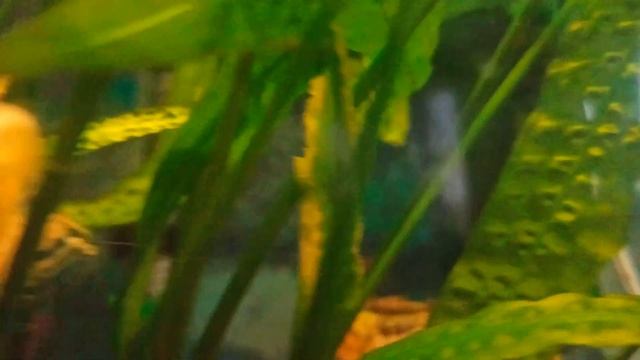 Рыбка 🐳 смотреть онлайн