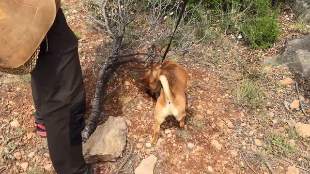 Truffle hunting adventure with WowLocals  (Vistabella, Valencia)