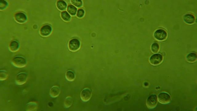Saccharomyces cerevisiae смотреть онлайн