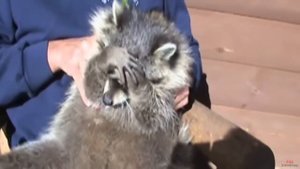 10 ПРИЧИН КУПИТЬ ЕНОТА