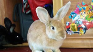 Почему кролики кусаются? И что с этим делать?