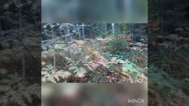 Сбор грибов смотреть онлайн