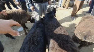 Молбозори Кумсангир Нархи моли майда гусфанд буз қушқор така барра 10 февраля 2021 г.