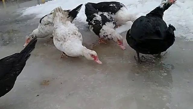 вся птица напрогулке, и уборка сарая.