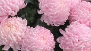 25. Я есть То. Придерживайтесь «Я Есть» Нисаргадатта Махарадж.