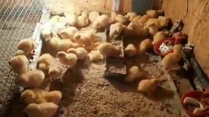 Вылупление перепелов/ переселение в брудер