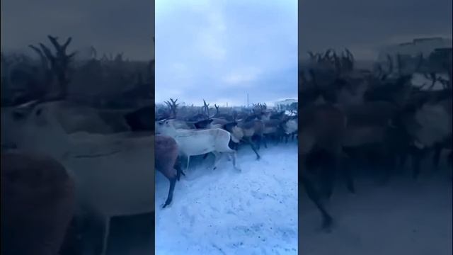 Видео сгон Северных оленей   неотъемлемой частью природы Лапландии #aurora #auroravillage #murmansk