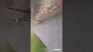 Дрессировка собак во Владикавказе