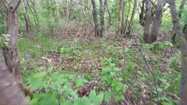 Весняні гриби . Гриби на Львівщині. Grzyby. mushrooms. fungi. funghi смотреть онлайн