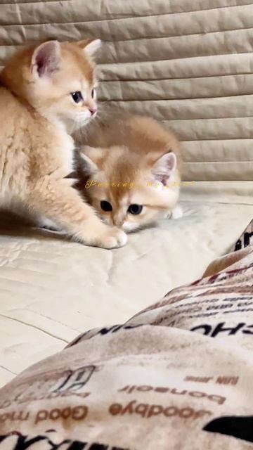 Золотые шиншиллы, котята (котики) Возраст 1.5 мес, продажа - бронь (свободен 1 котик)