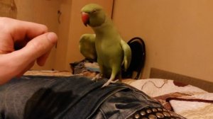 говорящий ожереловый попугай Микки