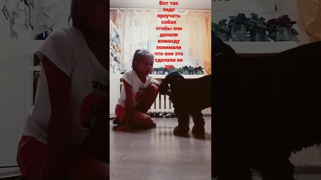 я и моя собачка Герда кокер спаниэль американский