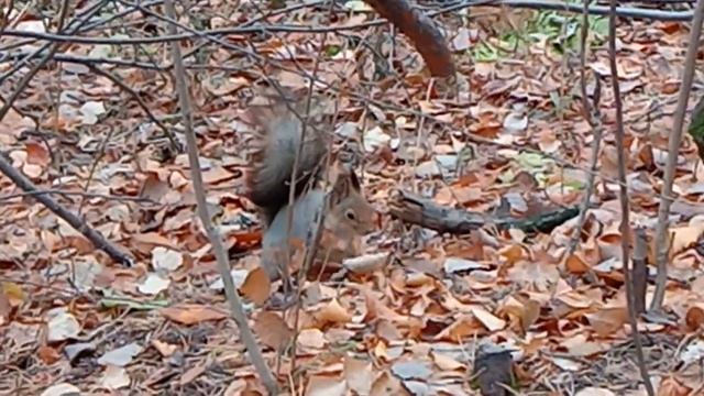 Октябрь ,красавица белка.. смотреть онлайн