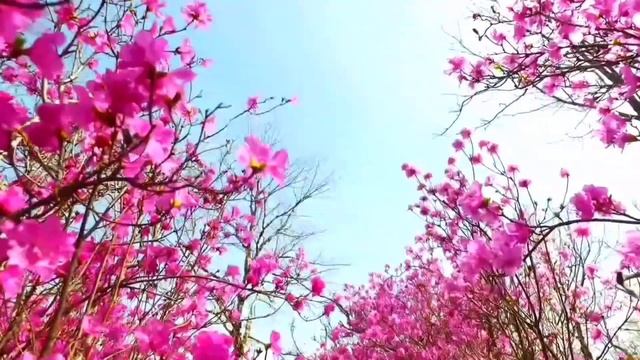 НА КОЛЕНЯХ ПЕРЕД БАРЫНЕЙ. ОЛЬГА УРАЛОЧКА LIVE. ОБЗОР. смотреть онлайн