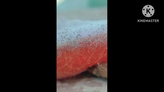 Rizopus stolonifer fungus on tomato in fridge by Sir Umer chughti|The knowledge academy with physic