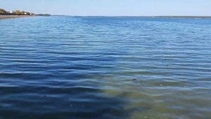 Селитерный лещ на Липецком водохранилище